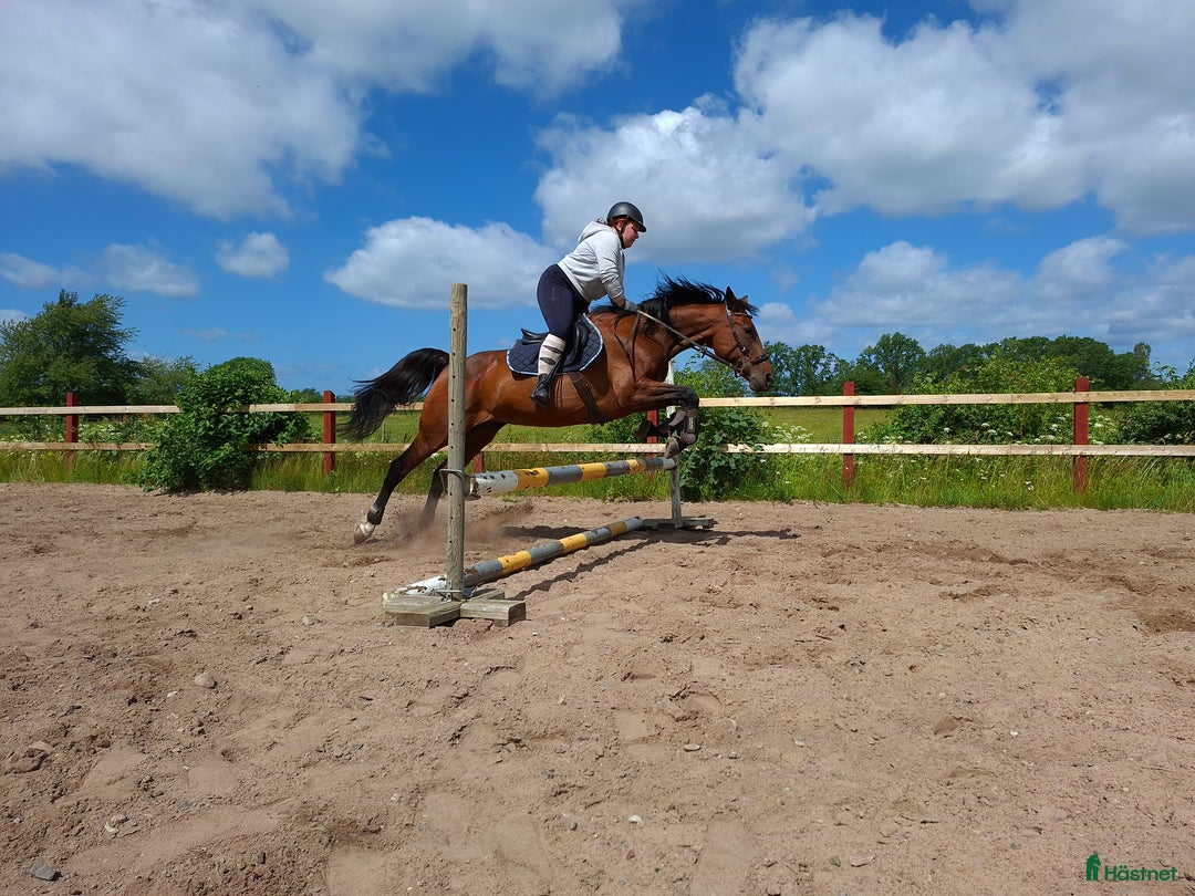 Allround hästar till salu: Fin ridtravare i Axvall - Annons 3