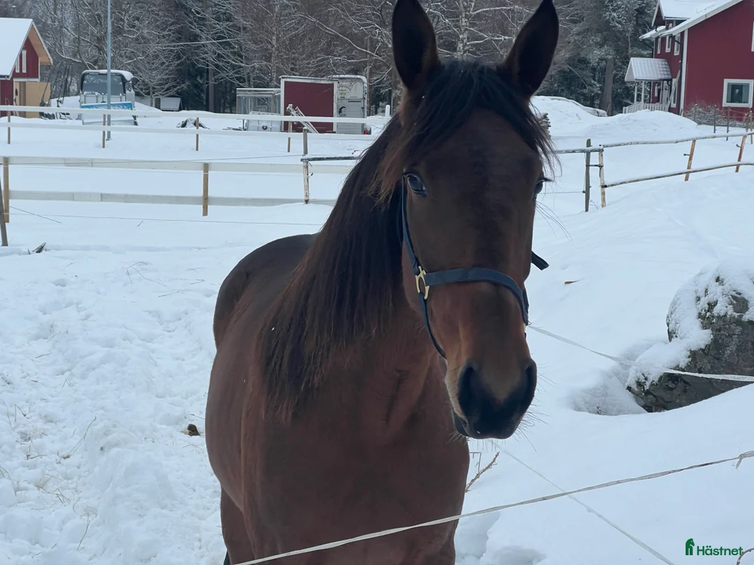 Trav hästar till salu: Travhäst - Annons 3