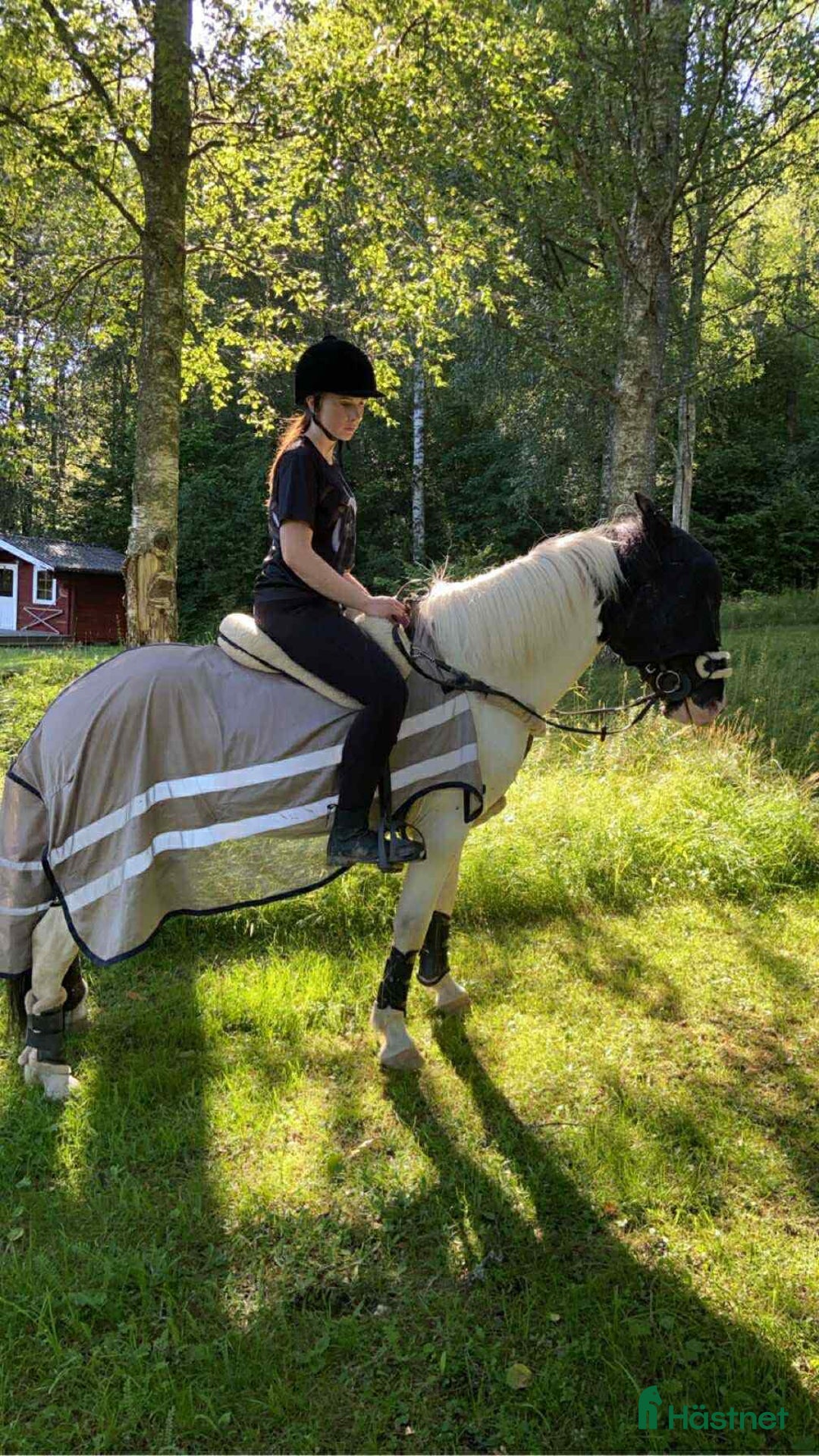 Island hästar till salu: Stor, 90% bombsäker, viktbärande valack i Degerfors - Annons 3