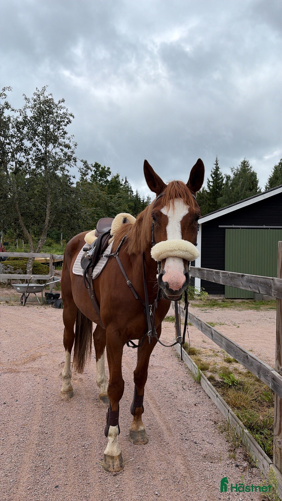 hästar Unghäst för framtiden - Annons 12