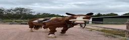 Hoppning hästar till salu: Unghäst för framtiden - Annons 1