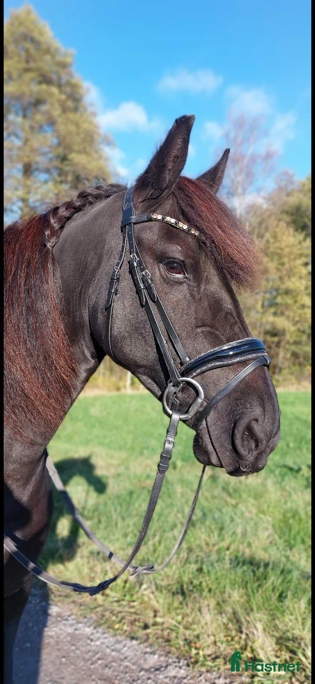 Allround hästar till salu: Underbart friesersto  - Annons 2