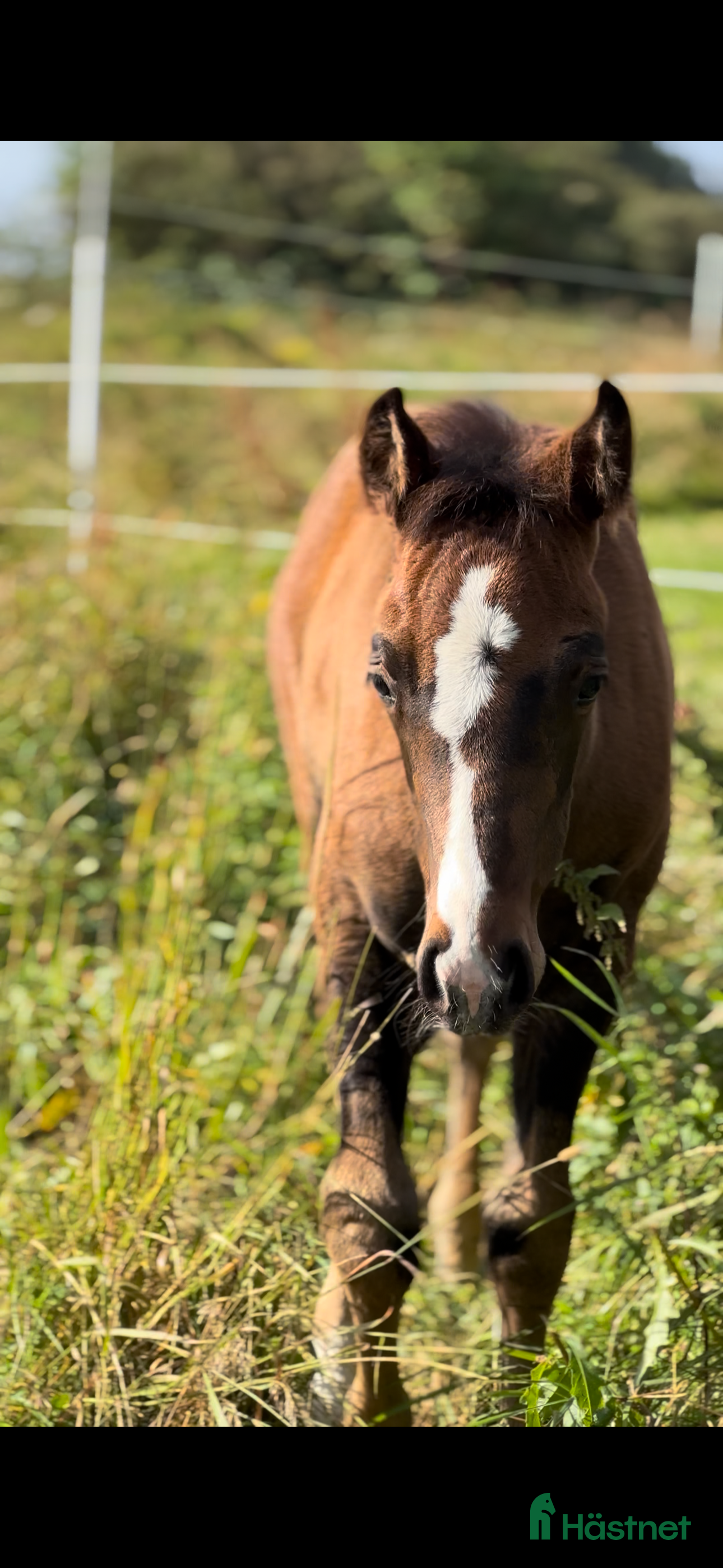  hästar Quartersto i Tidaholm - Annons 17