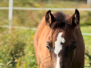 hästar Quartersto i Tidaholm - Annons 1