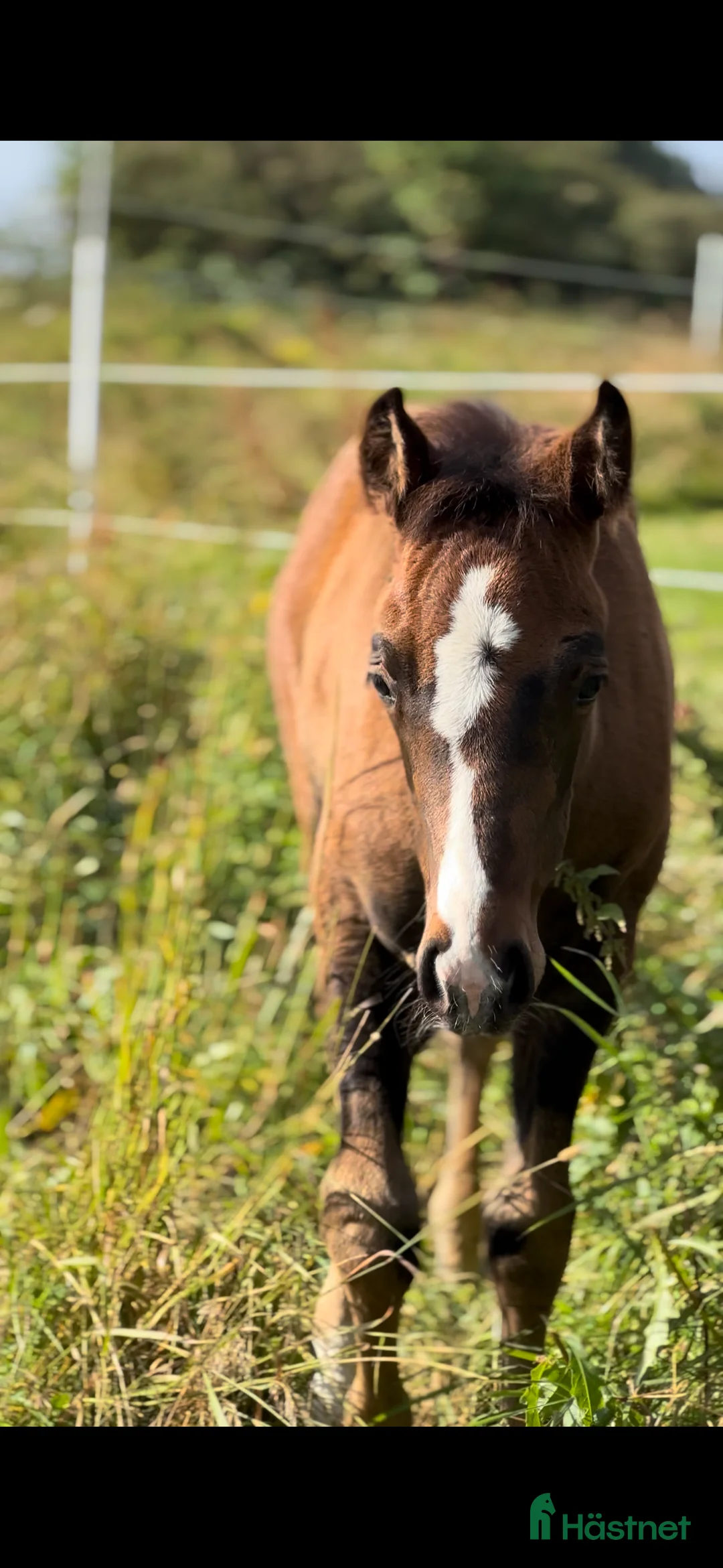 Western hästar till salu: Quartersto i Tidaholm - Annons 1