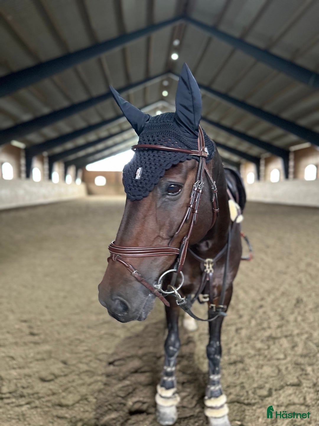 Träns hästutrustning till salu: Equipe träns stl cob i super bra skick  i Göteborg - Annons 4