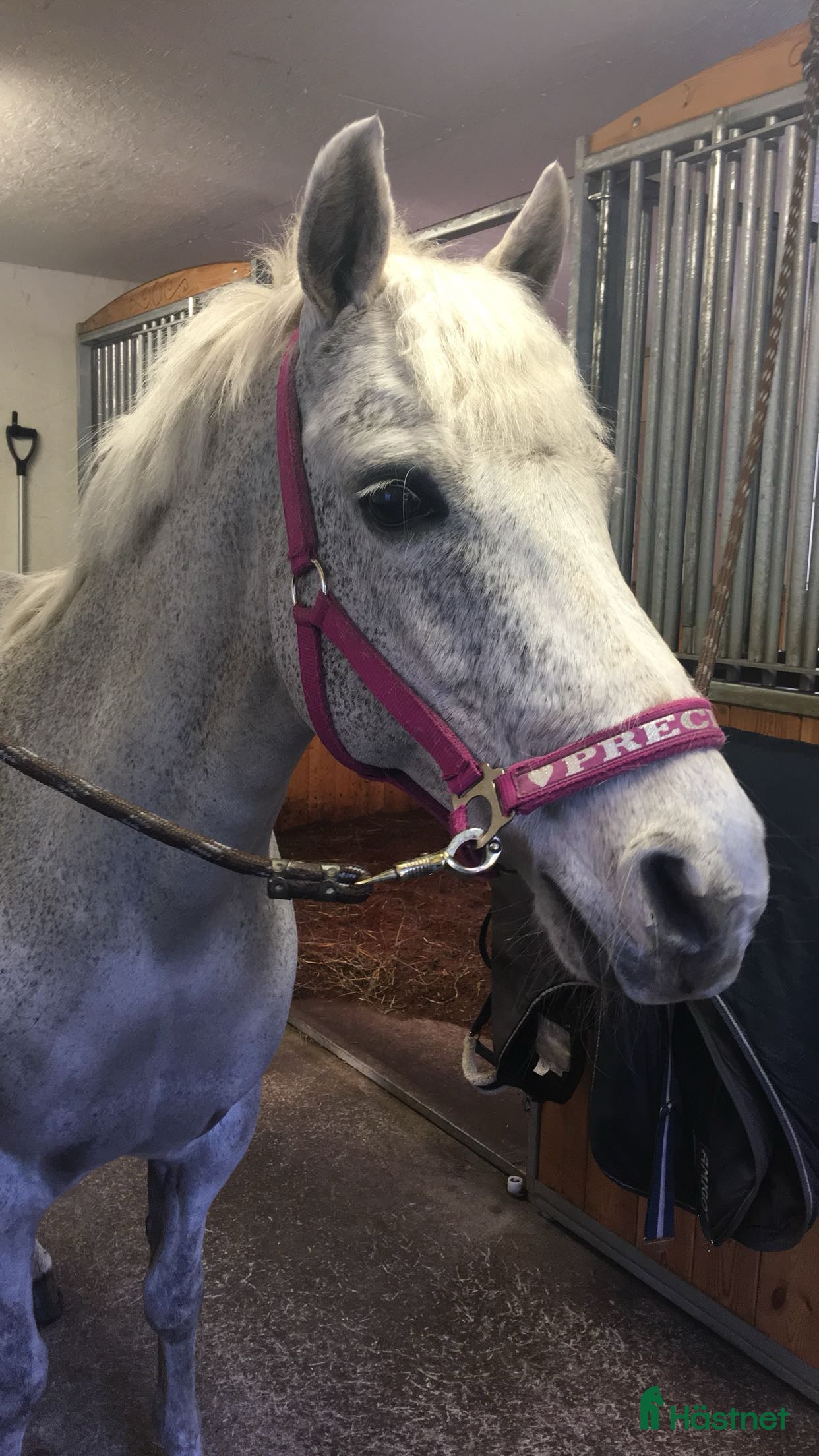  foderhäst Shetlandsponny sökes  i Tungelsta - Annons 5