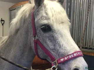 foderhäst Shetlandsponny sökes i Tungelsta - Annons 5