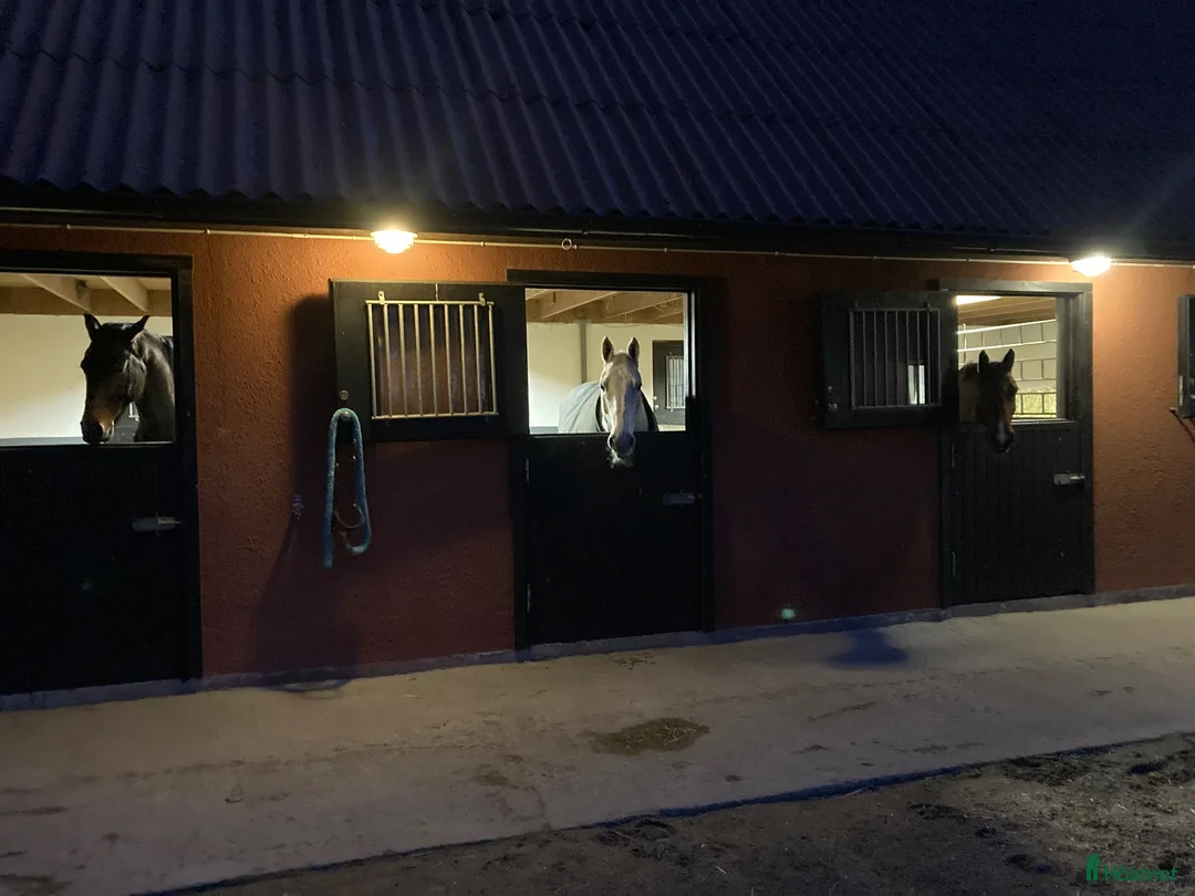  stallplats finnes: Stallplatser lediga i Kristianstad - Annons 1