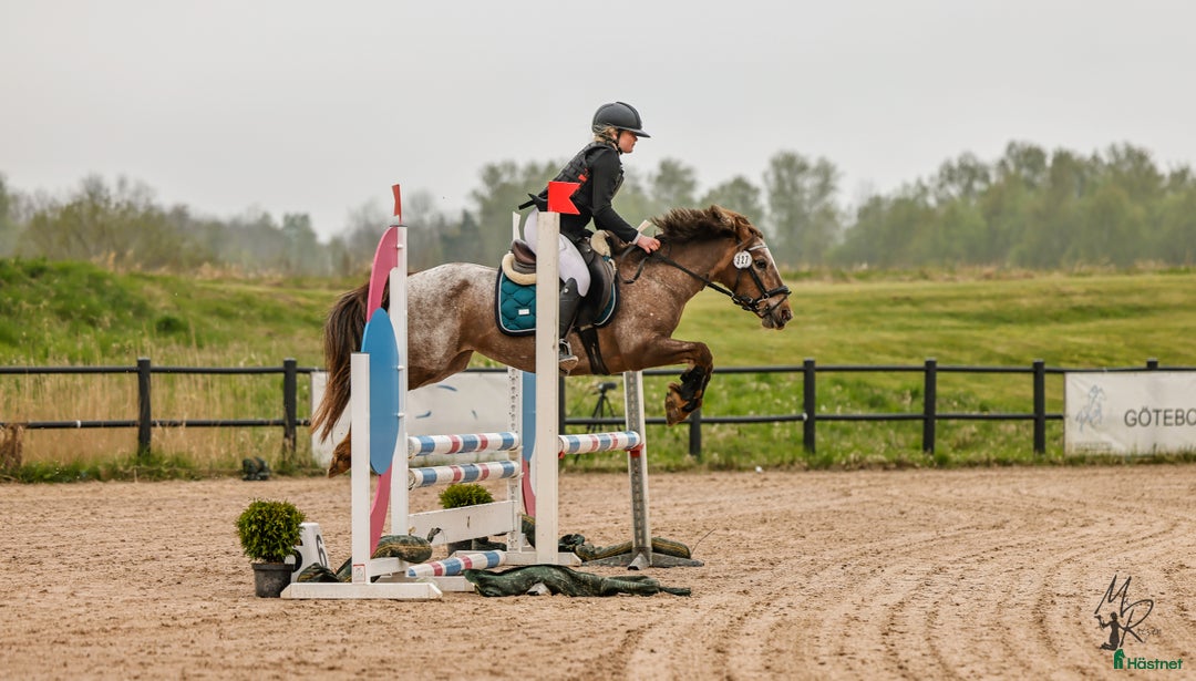Hoppning hästar till salu: Världens Bästa Ponny i Skepplanda - Annons 9