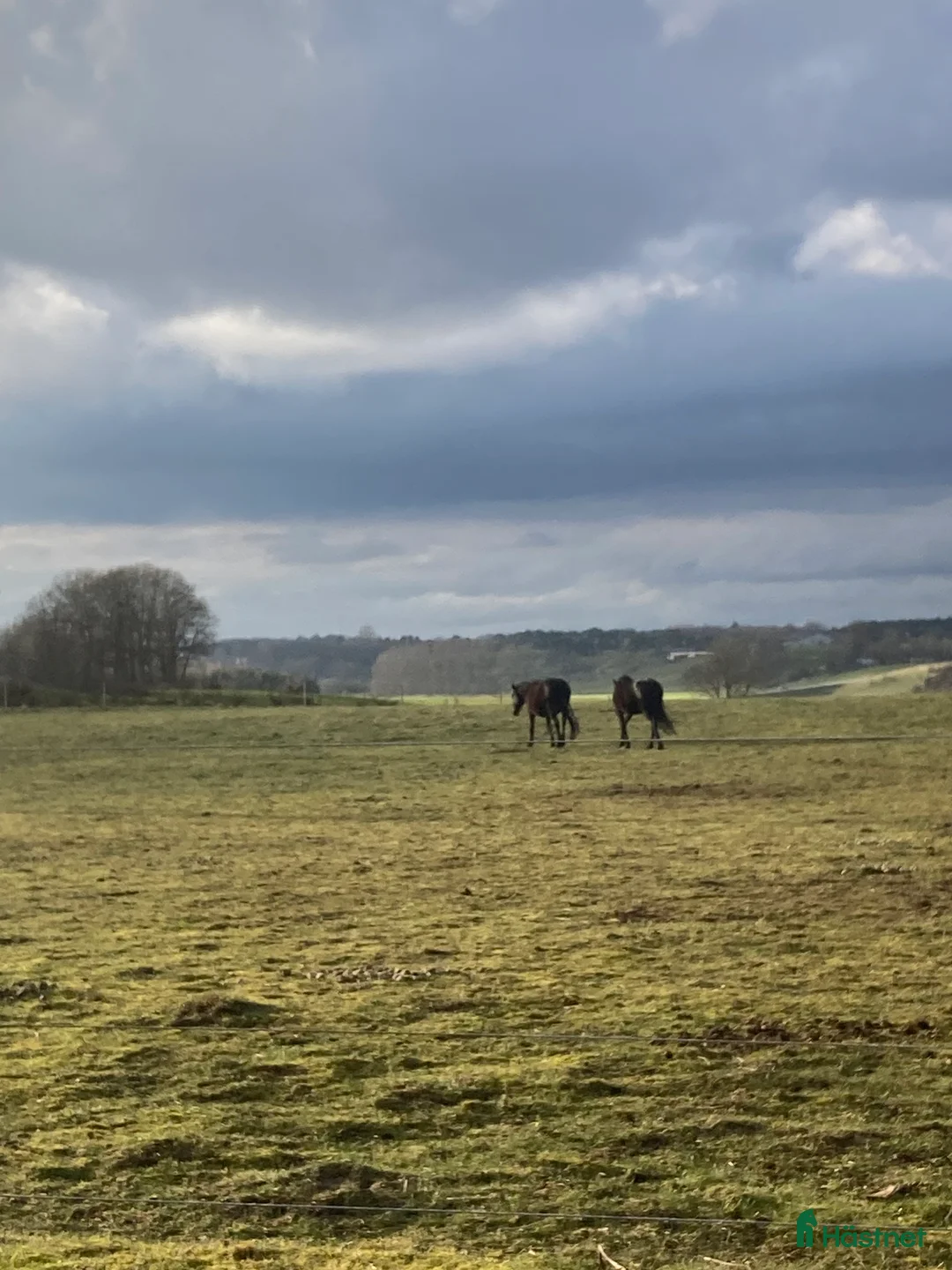  stallplats finnes: Lösdrift pensionär/konvalescent inkl hösilage  - Annons 1