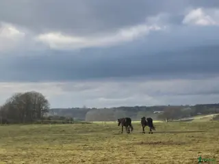 stallplats Lösdrift pensionär/konvalescent inkl hösilage - Annons 1