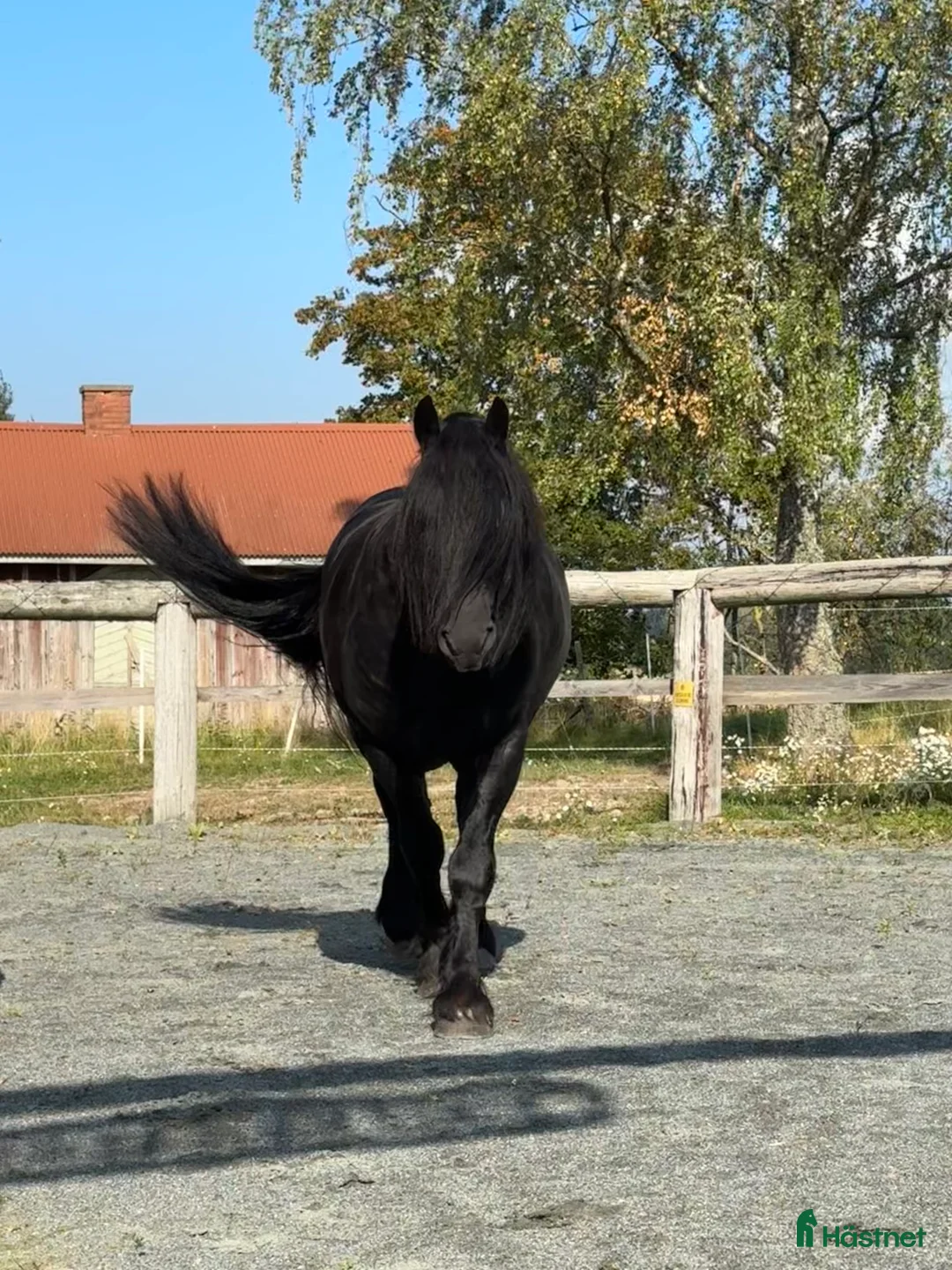 Övrigt hästar till salu: Känslig drömhäst ❤️ i Järpås - Annons 8