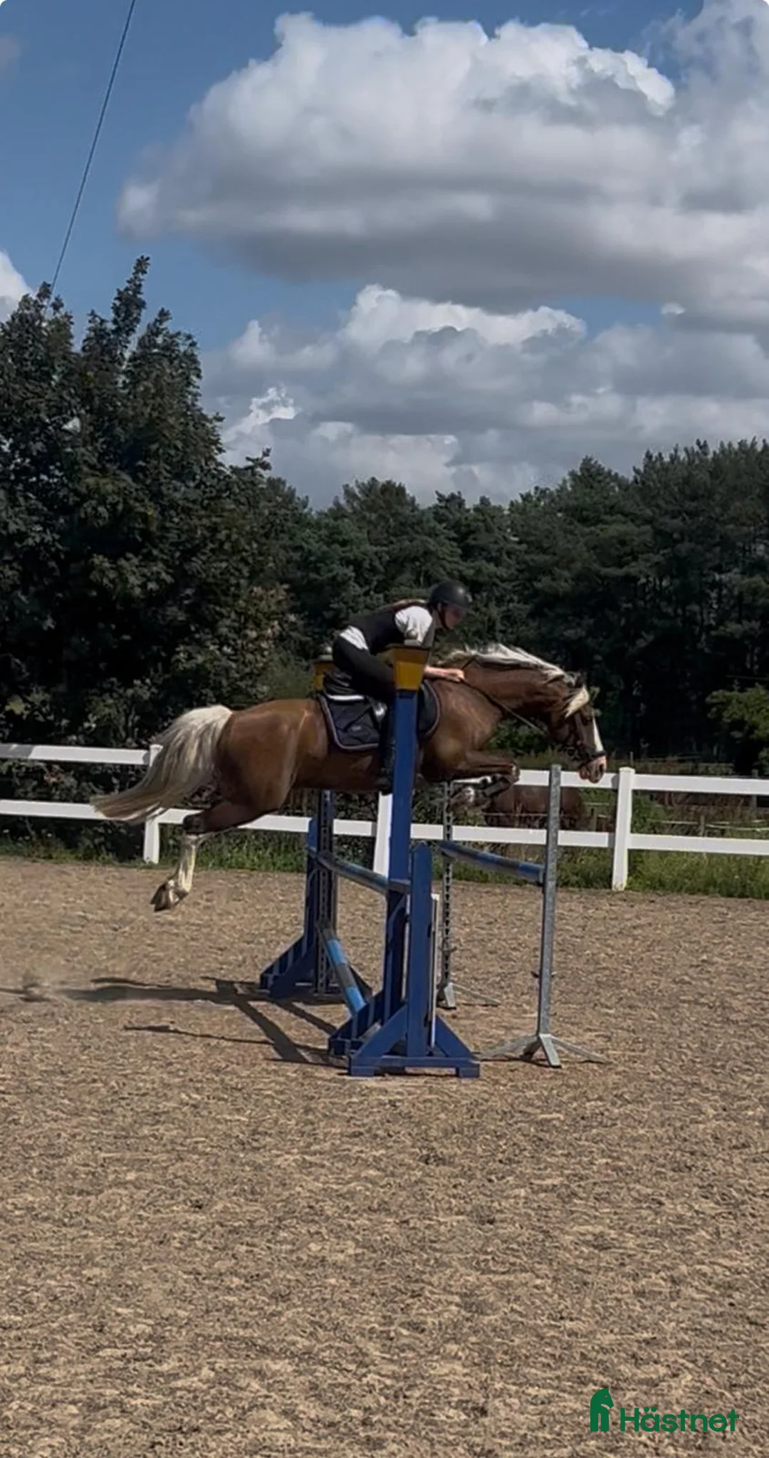 Hoppning hästar till salu: Stjernepony  - Annons 1