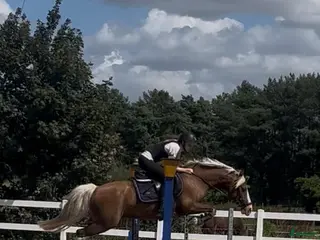 hästar Stjernepony - Annons 10