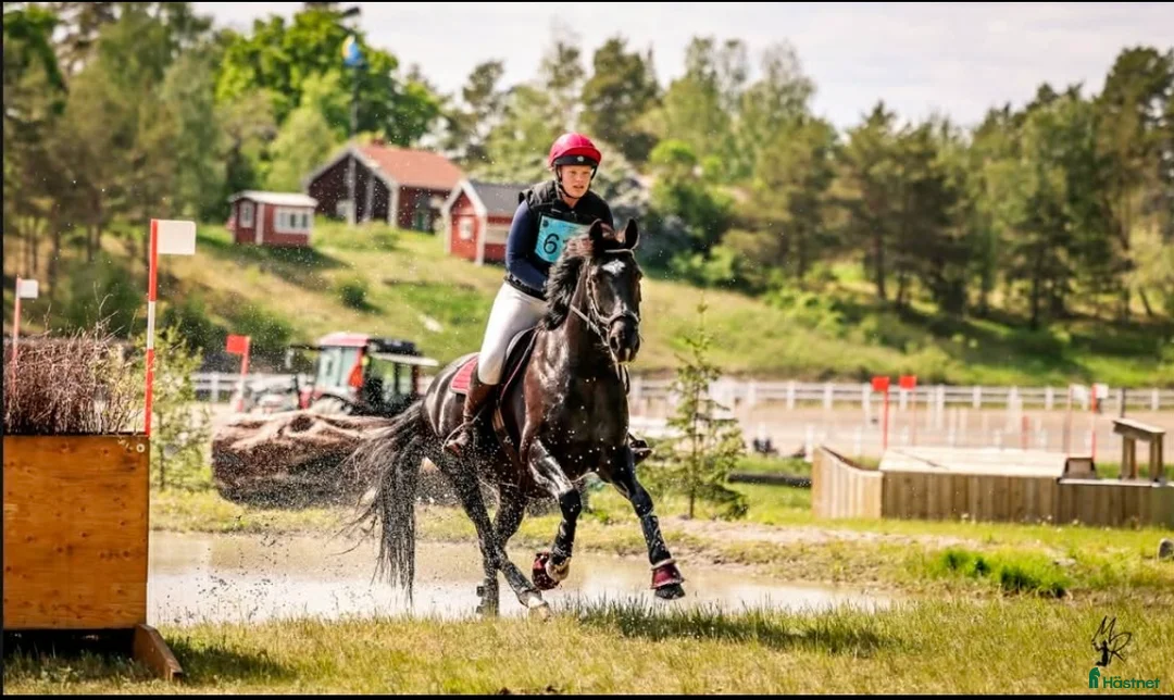 Fälttävlan hästar till salu: Fantastisk Fältävlansponny🌟 i Vetlanda - Annons 1