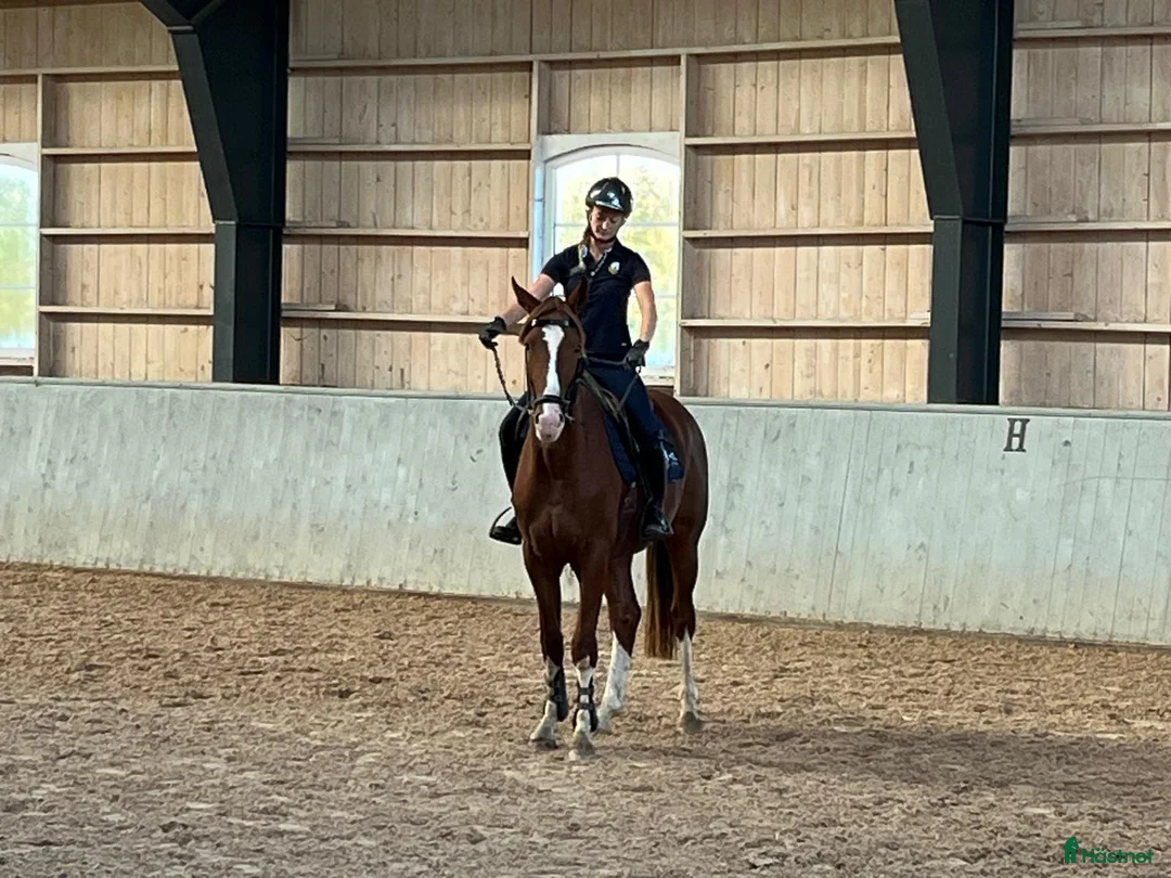 Allround hästar till salu: Unghäst - Annons 1