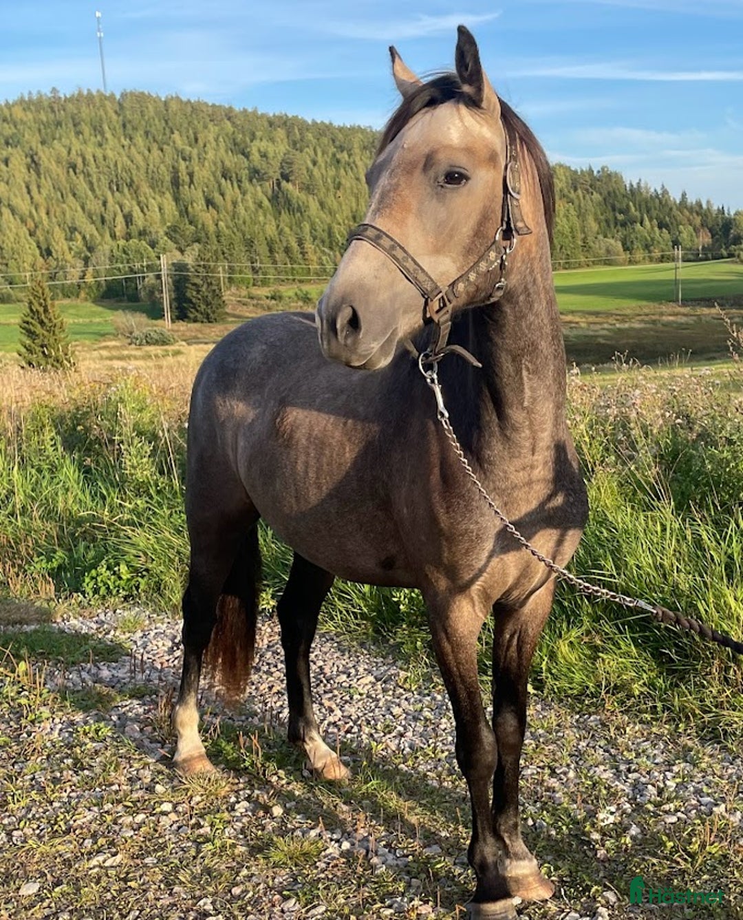 Dressyr hästar till salu: Lovande ungponnysto e. Leuns Veld's Lord i Bergsjö - Bild 4