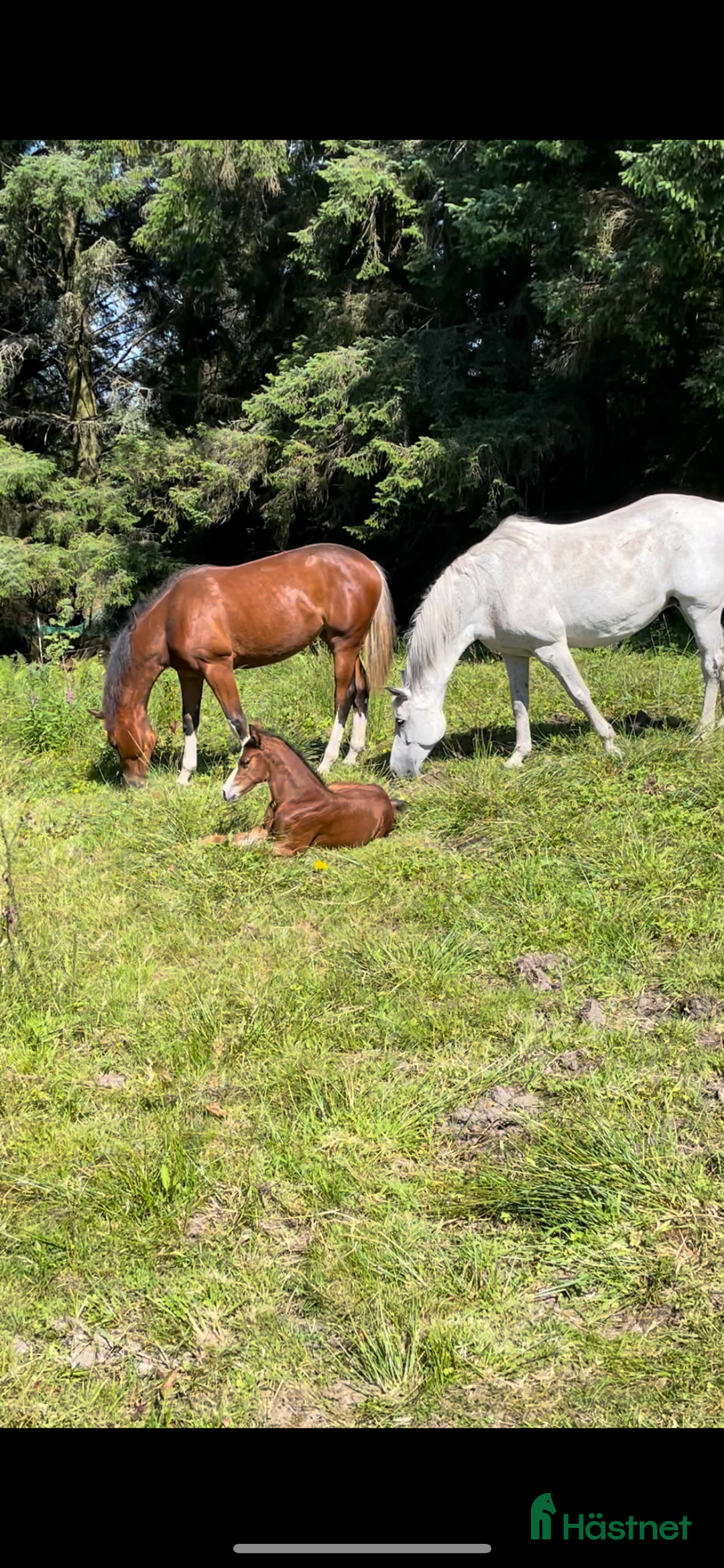 Avelshästar hästar till salu: Flott avlshoppe til salgs i Sola kommun - Annons 6