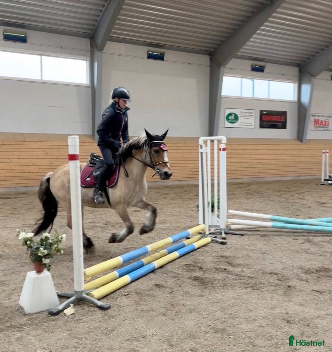  medryttarhäst sökes: Medryttarhäst Sökes 🐎💖 - Annons 2
