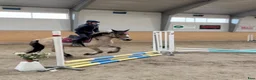  medryttarhäst sökes: Medryttarhäst Sökes 🐎💖 - Annons 2