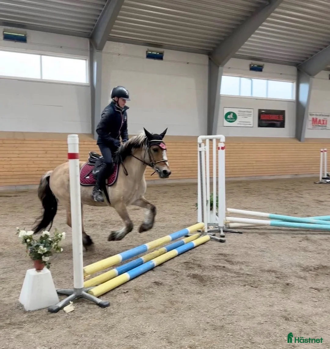  medryttarhäst sökes: Medryttarhäst Sökes 🐎💖 - Annons 2