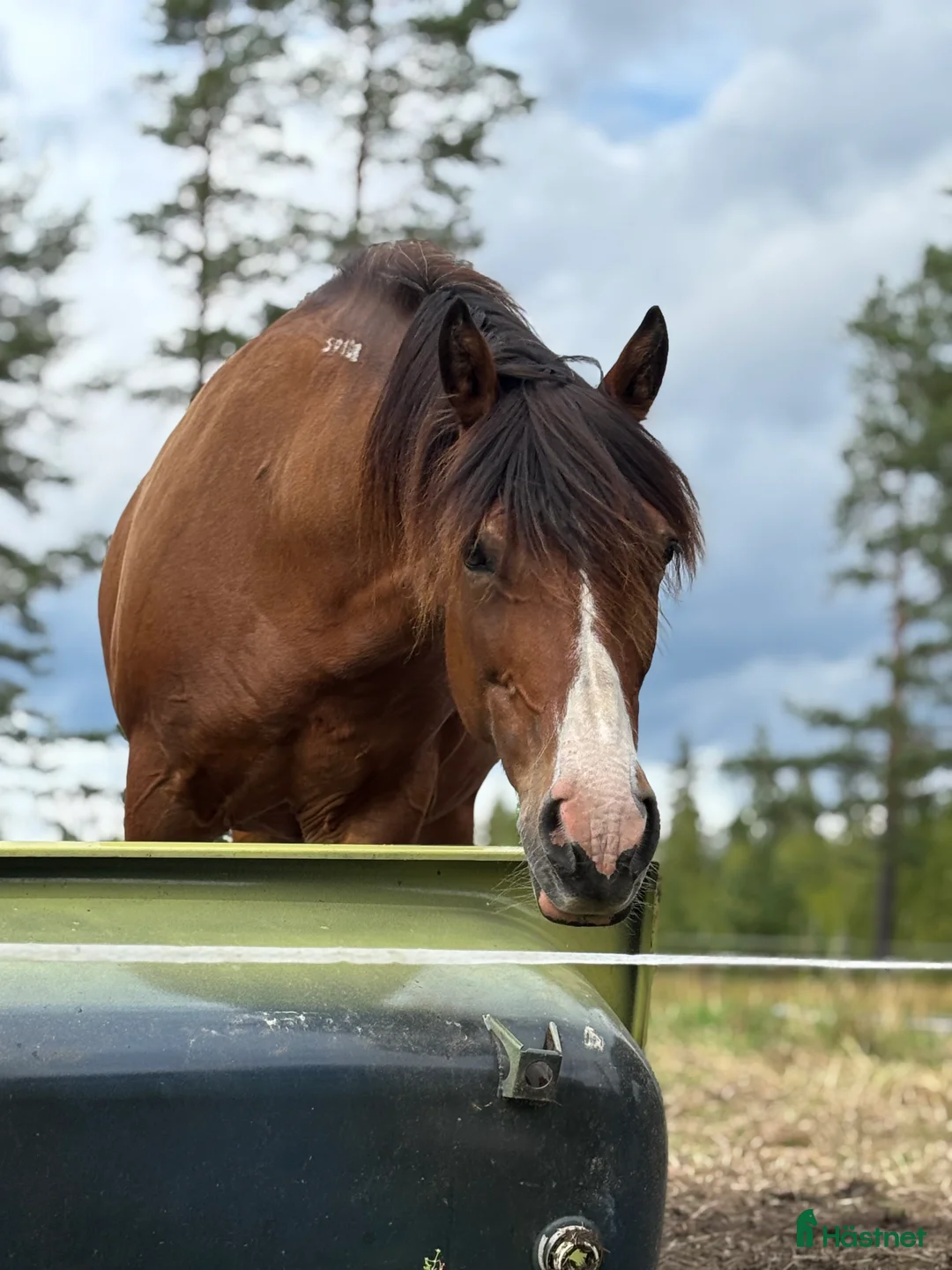 Allround hästar till salu: Söker fodervärd på Långsikt eller ev köp! i Sollefteå - Annons 3