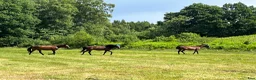  stallplats finnes: Stallplatser med naturskönt läge!  - Annons 6