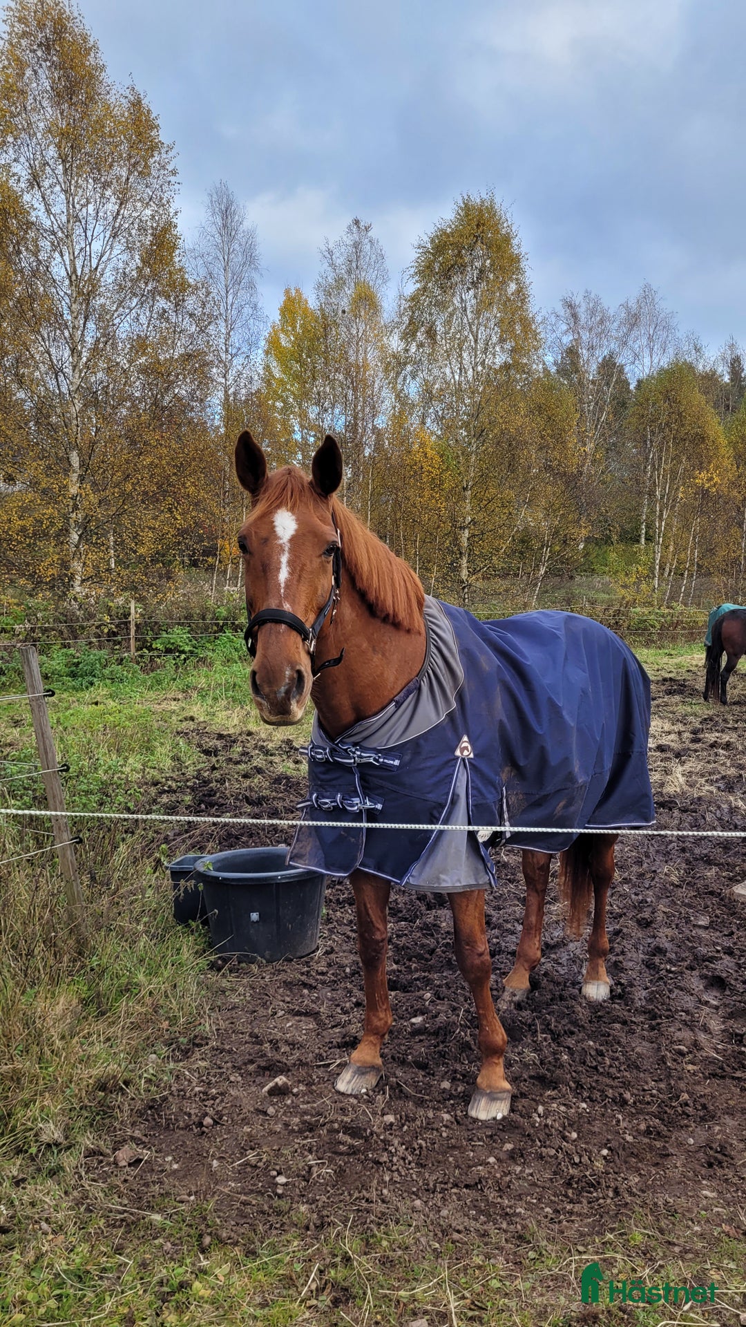 Allround hästar till salu: *RESERVERAD*Trygg hobbyhäst i Eksjö - Annons 5