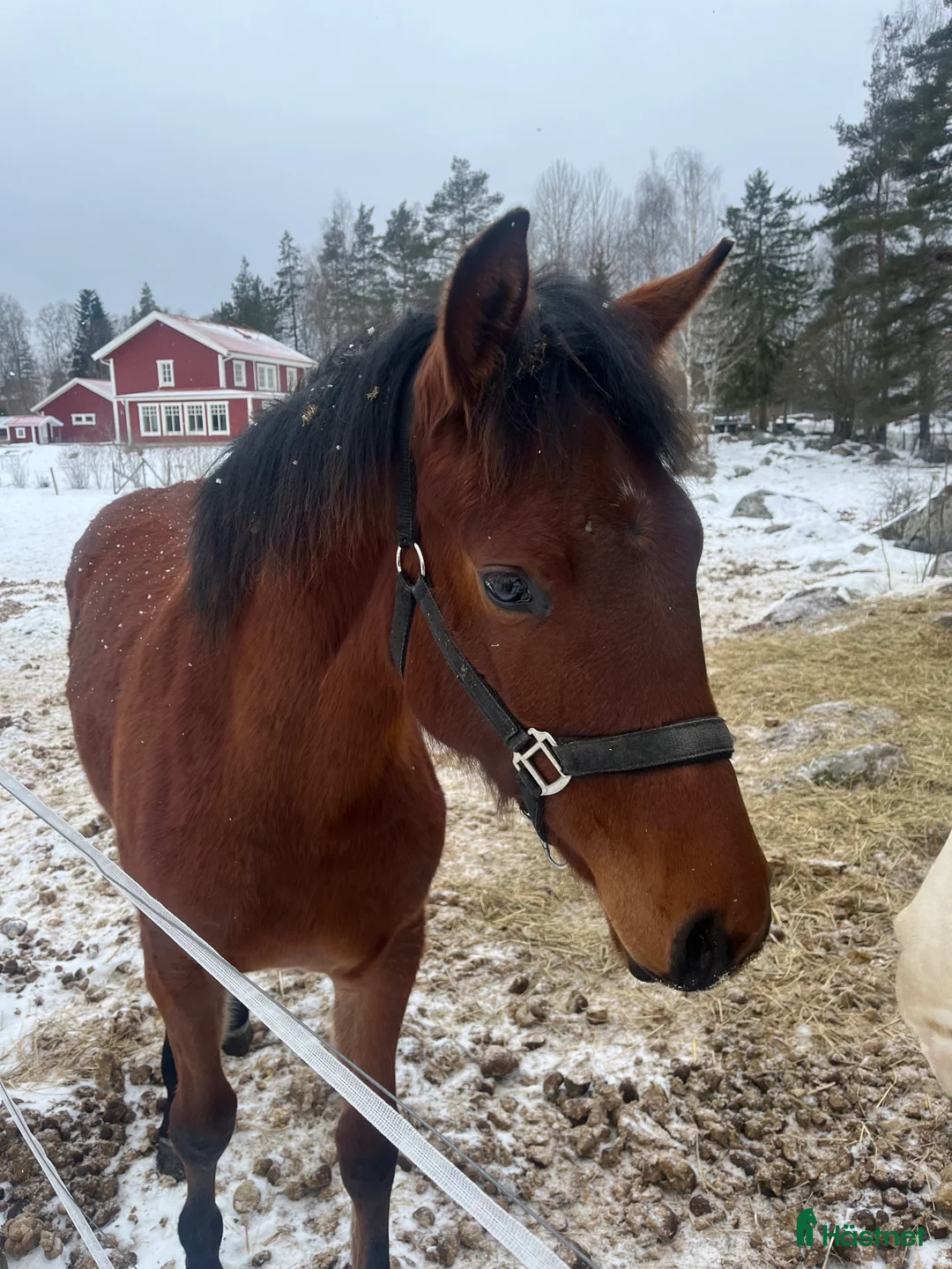 Hoppning hästar till salu: Sto för framtiden - Annons 1