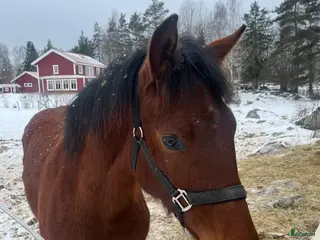 hästar Sto för framtiden - Annons 12