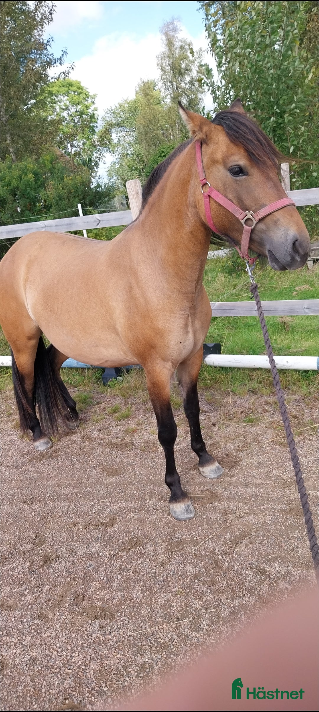 Allround hästar till salu: Fin ponny i Rottneros - Annons 2