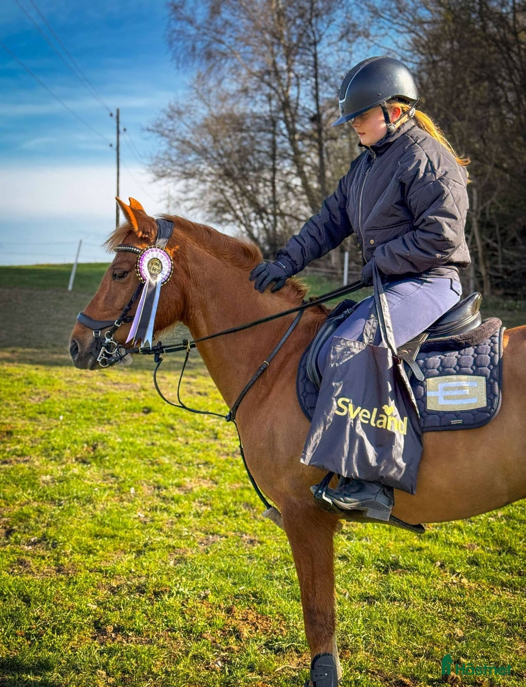 Allround hästar till salu: Allroundponny med stor personlighet❤️ i Huddinge - Annons 4