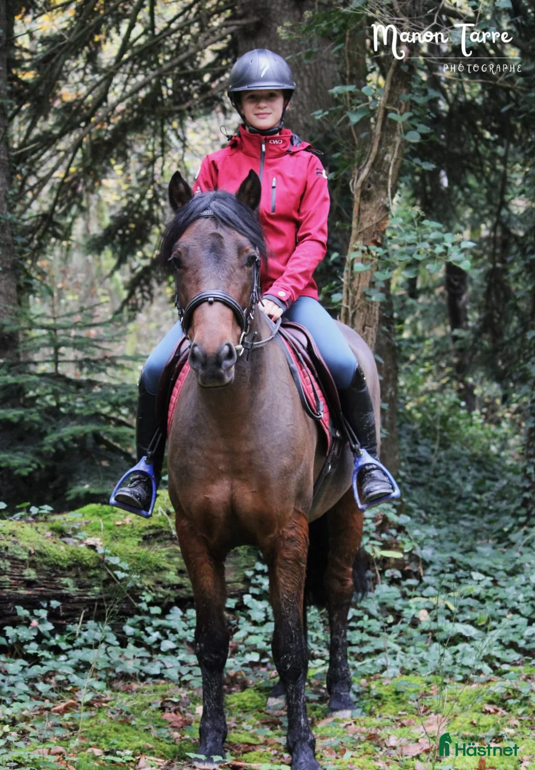 Hoppning hästar till salu: Competitive 138 C Schoolmaster Pony in France  i Stockholm - Annons 3