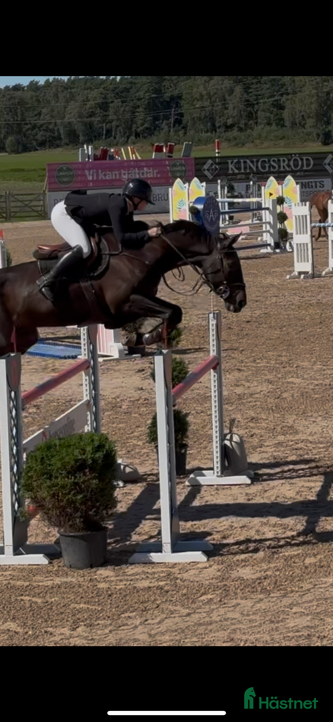  hästservice Tävling/ utbildning / försäljning  - Annons 22