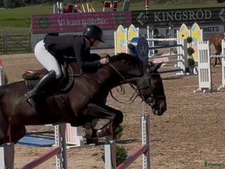 hästservice Tävling/ utbildning / försäljning i Södra Sandby - Annons 20