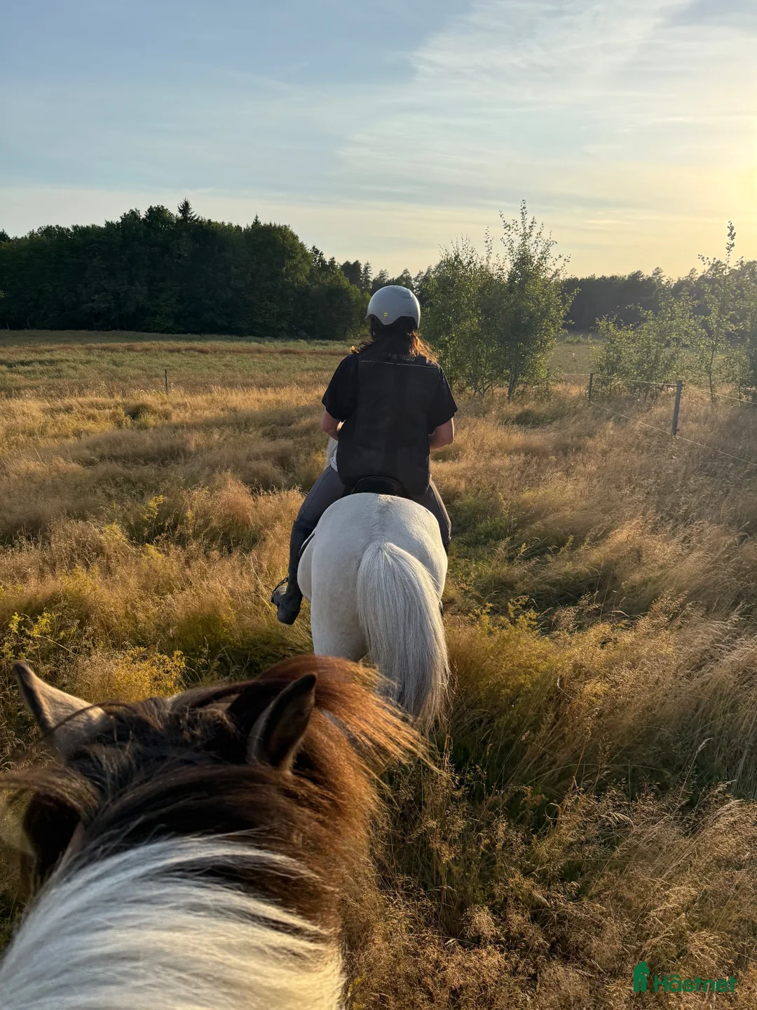  stallplats finnes: Lösdriftsplats för islandsvalacker- Vallentuna - Annons 2