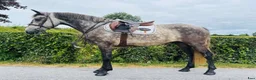 Allround hästar till salu: Irish riding ponies - Annons 9