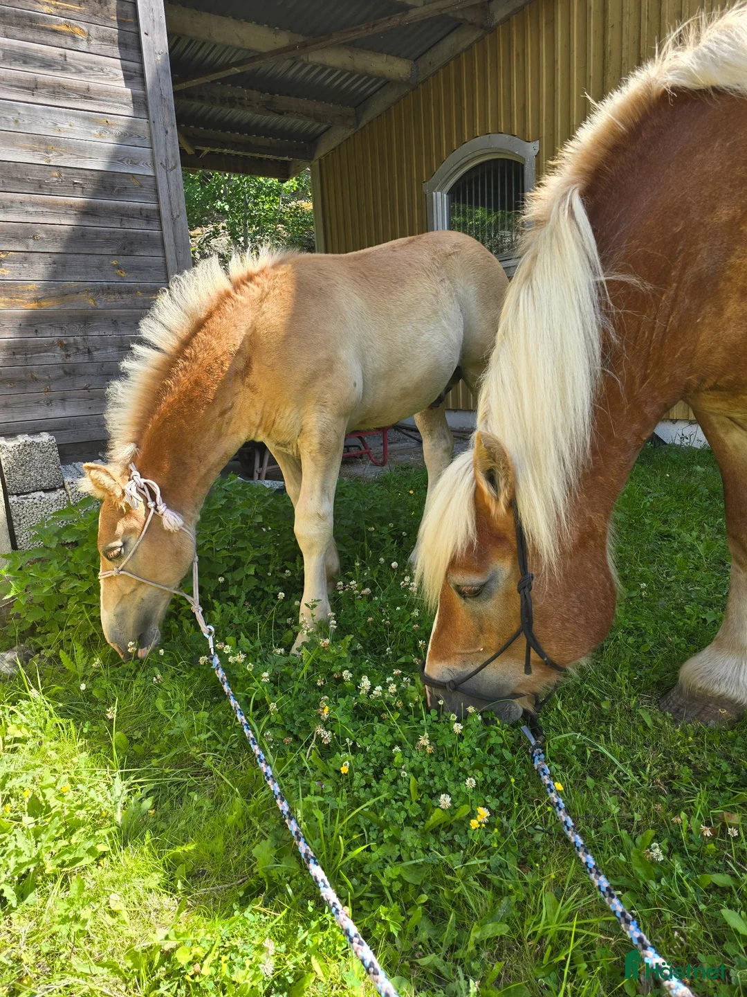  medryttarhäst finnes: 🐴 Fodervärd till Ardennerhingst 🐴 - Annons 1