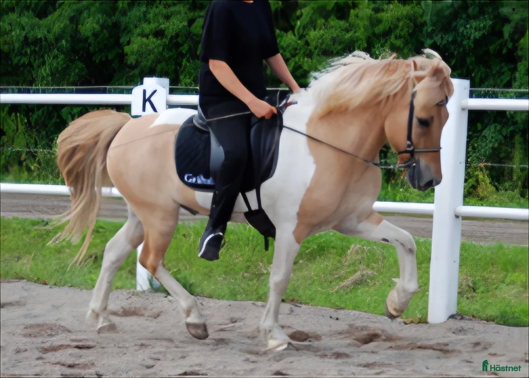 Island hästar till salu: Äldre islandsvalack till van ryttare  i Storvik - Annons 5