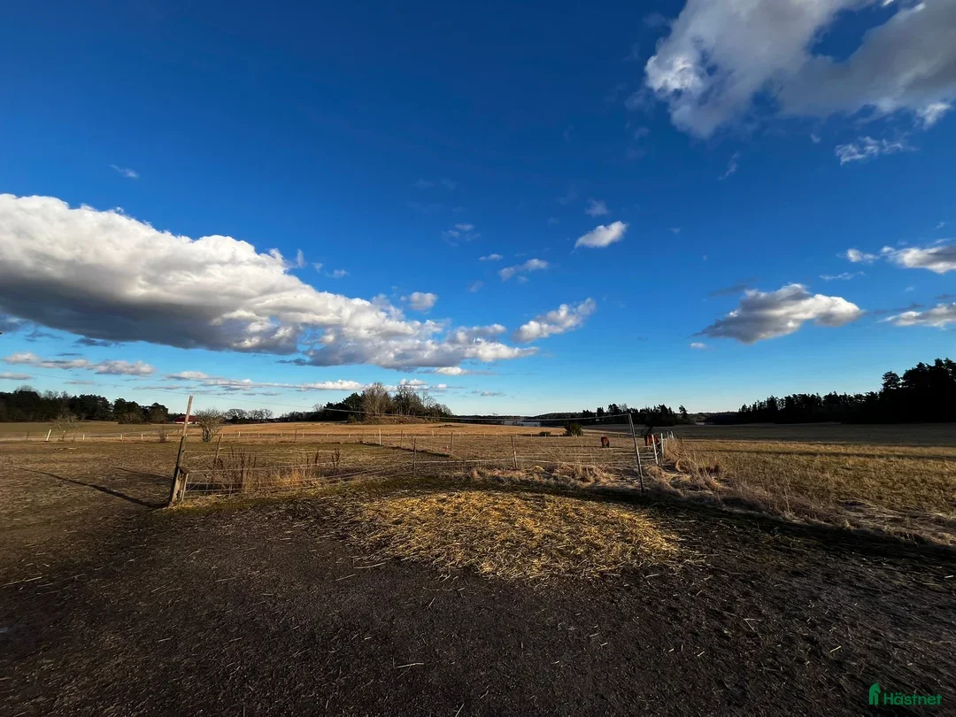  stallplats finnes: Sommarbete - Annons 8