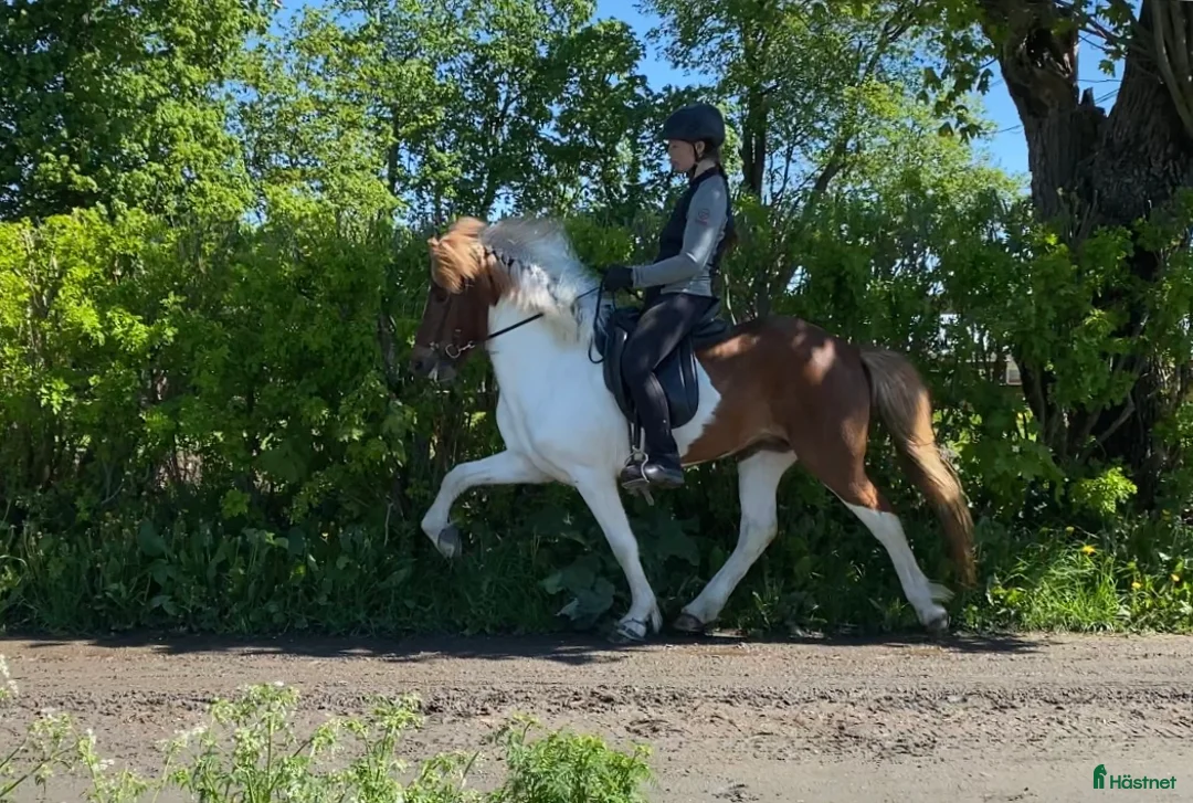 Island hästar till salu: Flott femgångssto dräktig m Havadi frá Haukholtum i Östhammar - Annons 11