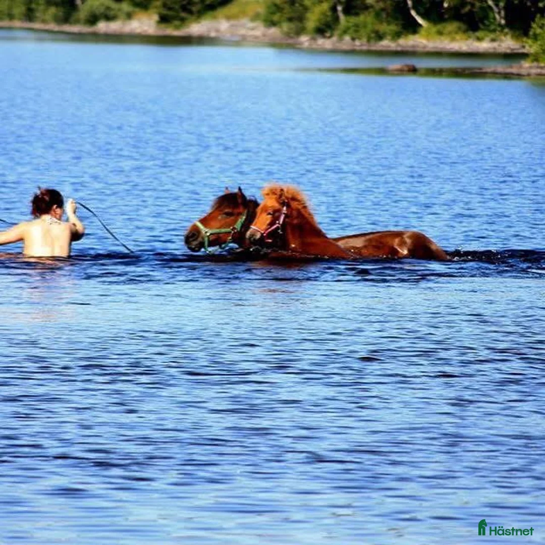 Island hästar till salu: Gjafar från Hästfjället, ståtlig och äventyrssugen - Annons 6