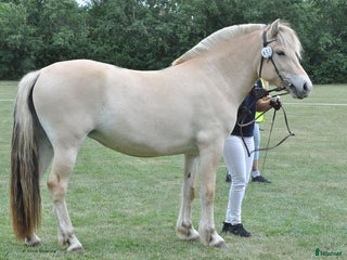 Allround hästar till salu: Trevligt 3 års sto. i Hörby - Annons 2