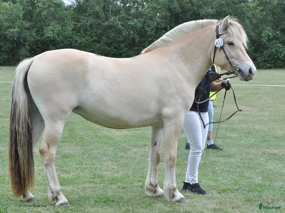 Allround hästar till salu: Trevligt 3 års sto. i Hörby - Annons 1