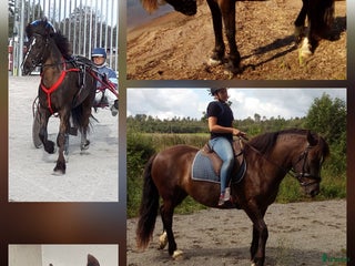 Allround hästar till salu: Sällskap/ Avel/ skogsmulleridning/hobby körning i Säffle - Annons 1