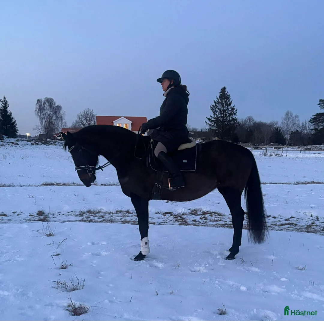 Dressyr hästar till salu: Mkt vackert swb sto  i Kungsör - Annons 1
