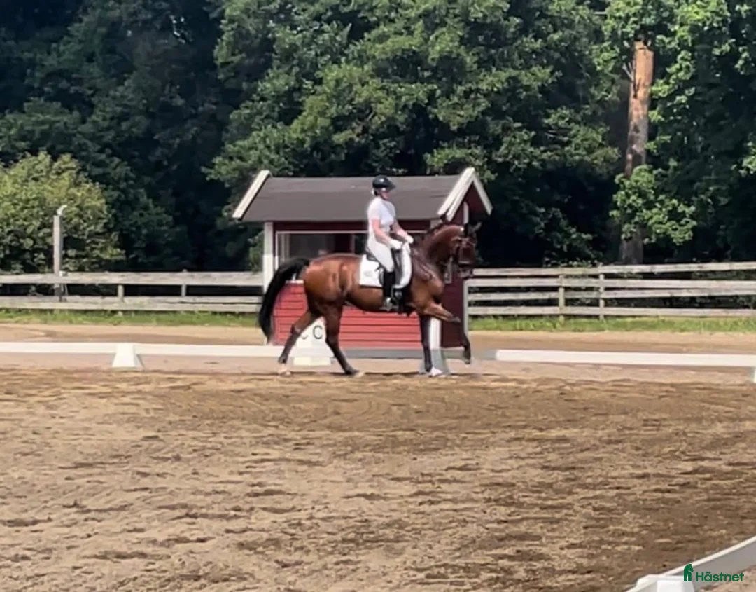 Dressyr hästar till salu: Drömkillen  - Annons 4