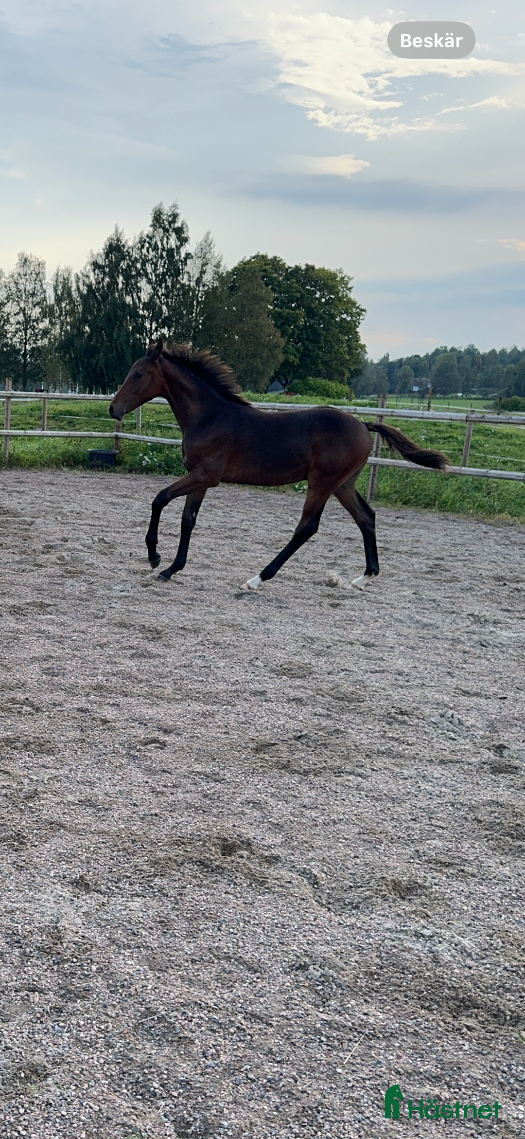 Hoppning hästar till salu: Don't Touch Tiji Hero! i Östra Ämtervik - Annons 7