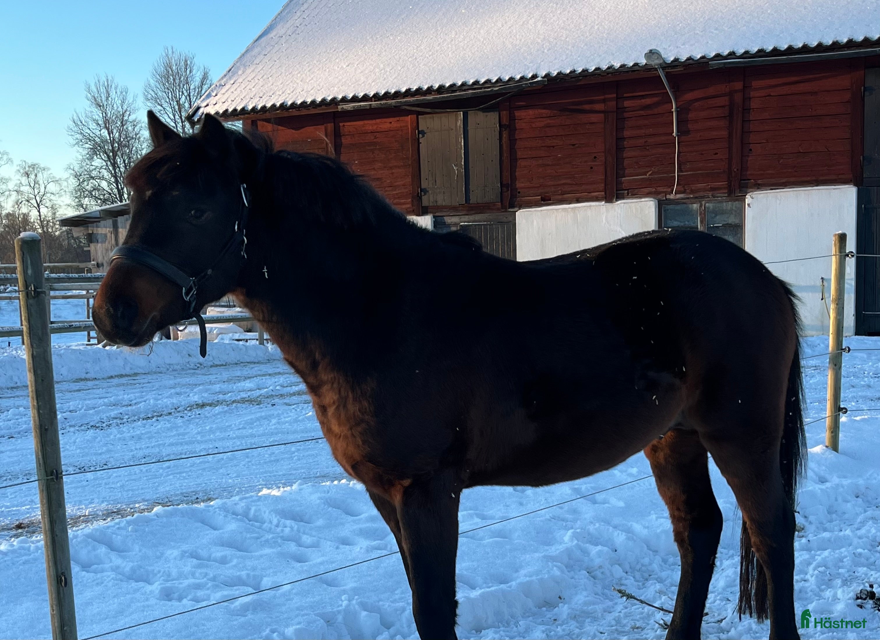  hästar FYND!  - Annons 5